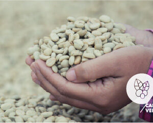 Green coffee foundation - Café Verde SCA